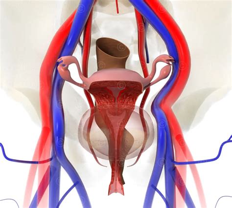 Animation Anatomy Of Female Abdomen Medicalgraphics