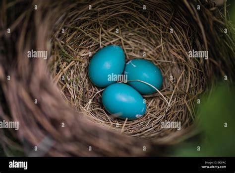 Robin Eggs Hi Res Stock Photography And Images Alamy