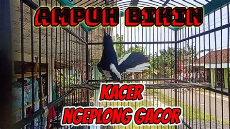 Kacer Ngeplong Pagi Hari Merangsang Kacer Lain Ikut NGEPLONG GACOR