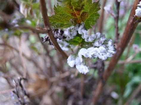 Garden Pests And Diseases Ninebark Disease 1 By Jugglerguy