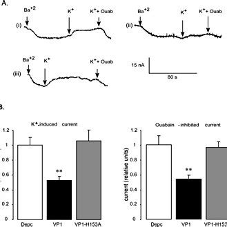 Decrease Of Na K ATPase Activity In Xenopus Oocytes By VP1