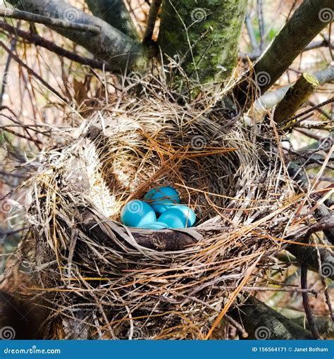 Robins Eggs In Nest Stock Image Image Of Nest Robins 156564171