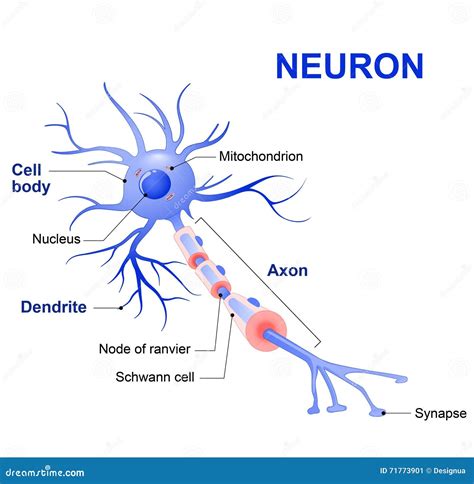 Structure D'un Neurone Typique Illustration de Vecteur - Illustration ...