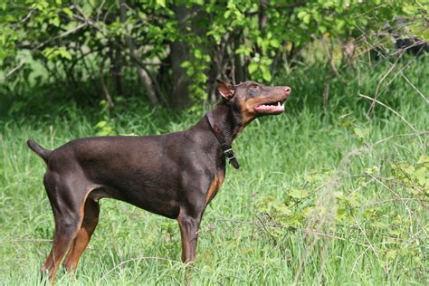 Filedoberman Pinscher Red Standing Wikimedia Commons