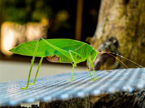 Banco De Imagens Natureza Asa Folha Animais Selvagens Verde