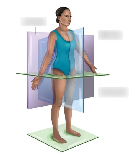 Body Planes Diagram Quizlet