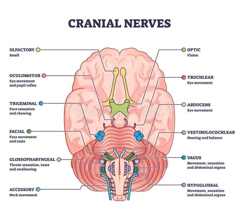 Nervios Craneanos Pares Con Funciones Sensoriales Anatómicas En El