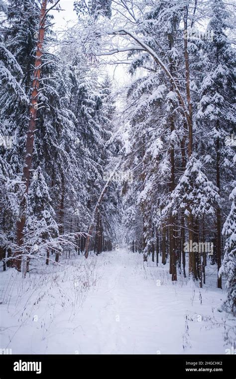 Winter In Spruce Forest Spruces Covered With White Fluffy Snow Ski