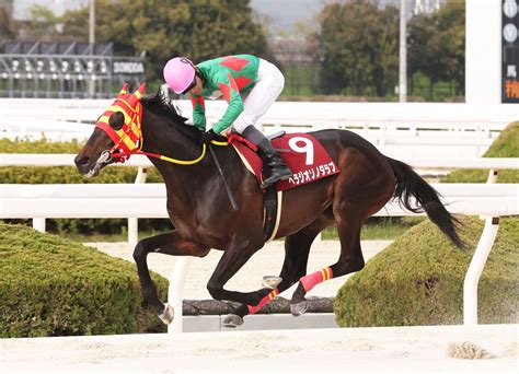 【注目馬動向】兵庫で重賞3勝のベラジオソノダラブが栗東入厩 芝の福島テレビオープンを目標に調整 ライブドアニュース