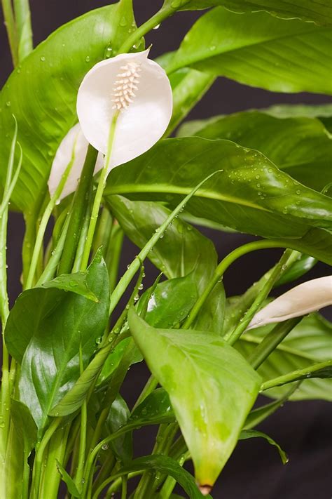 Peace Lily Watering Tips What Are Peace Lily Watering Requirements