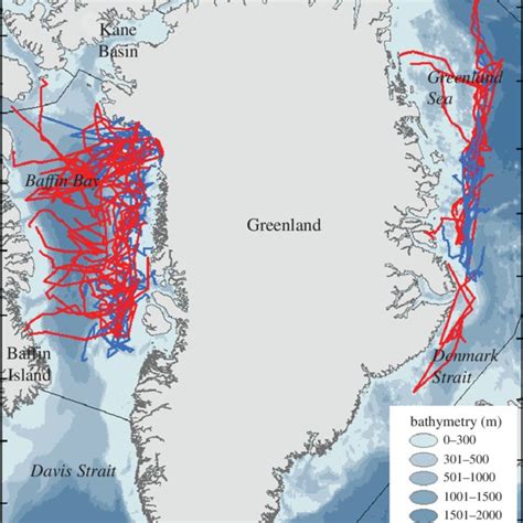 map  movements  polar bears   subpopulations baffin bay