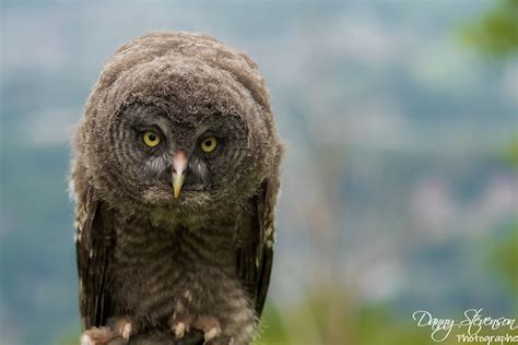 Great Grey Owl Chouette Lapone Danny Stevenson Flickr