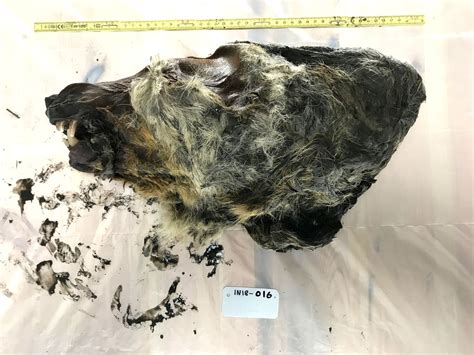 Severed Wolf Head Found In Siberia Is 30000 To 40000 Years Old The