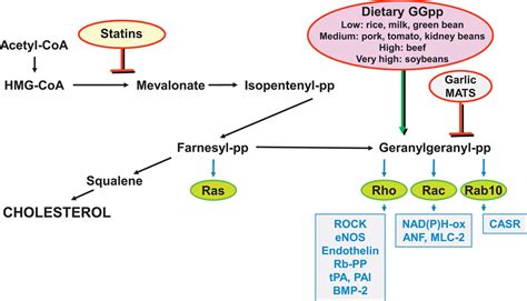 Statins Do More Than Lower Cholesterol—depending On What You Eat