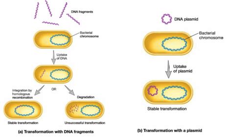 Bacterial Transformation; Transforming Principal;