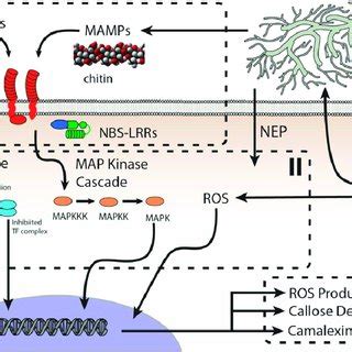 Optimal Growth Stage Of N Benthamiana Used For Agroinfi Ltration