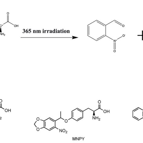 Use Of Caged Tyrosine Analogues A The Deprotected Process For Obny