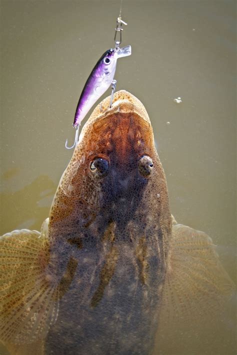 Dusky Flathead In Shallow Water Hooked Up Magazine