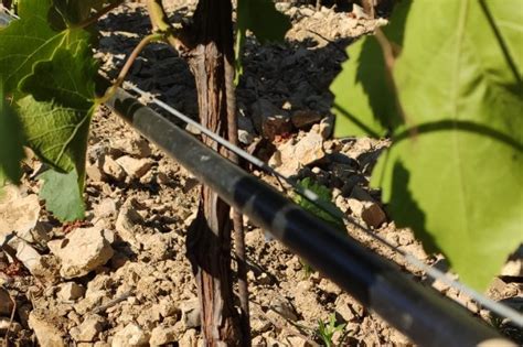 Les Vignerons Doivent Ils Sinqui Ter Des Restrictions Dirrigation