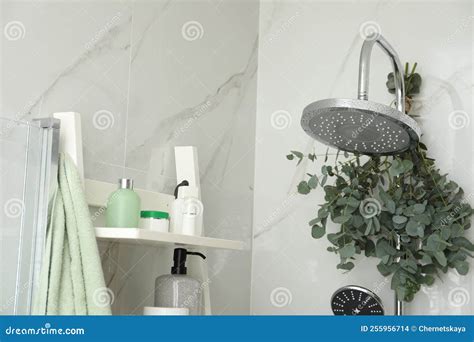 Branches with Green Eucalyptus Leaves in Shower Stock Photo - Image of eucalyptus, lifestyle ...