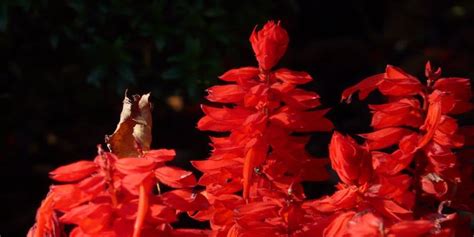 How To Attract Hummingbirds To Your Garden