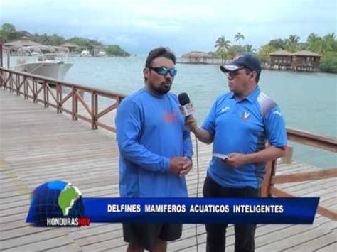 Teleprogreso Show De Los Delfines En Roatan Destino Turistico Youtube