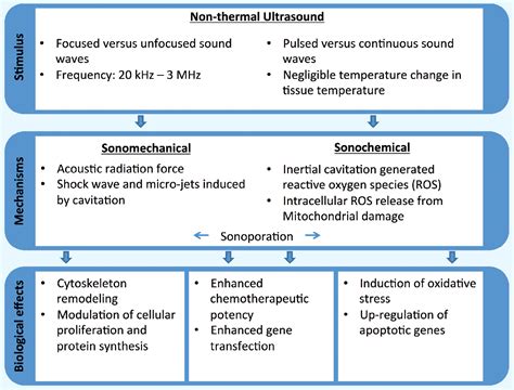 Figure From Biological Effects Induced By Non Thermal Ultrasound And