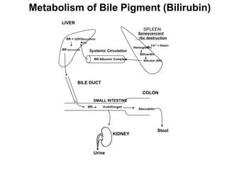 Enterohepatic circulation.ppt