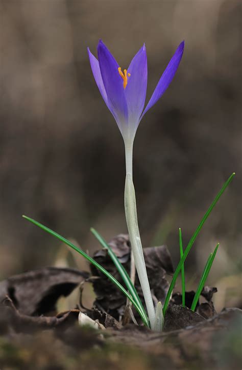 Krokus Forum F R Naturfotografen