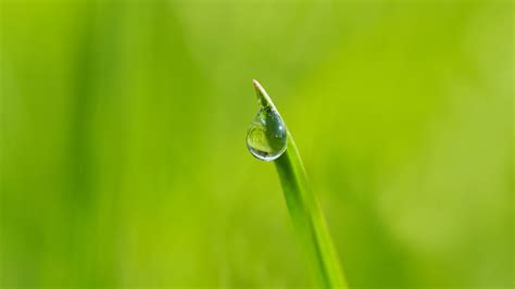 Free Images Water Nature Drop Dew Meadow Leaf Flower Live