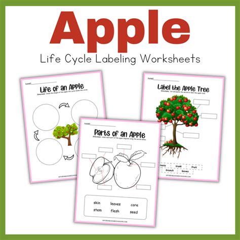 Life Cycle Of Apple Worksheets