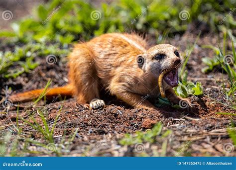 Meerkat Digging in the Soil To Hunt Worms for Eating in Sunlight Stock Image - Image of outdoor ...