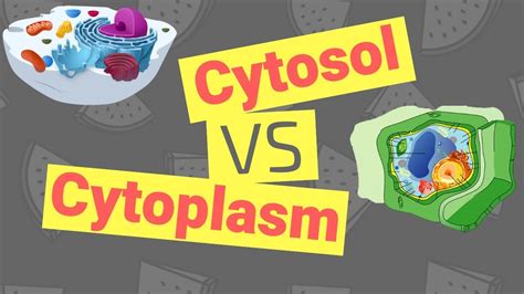 Cytosol Vs Cytoplasm What S The Difference Youtube