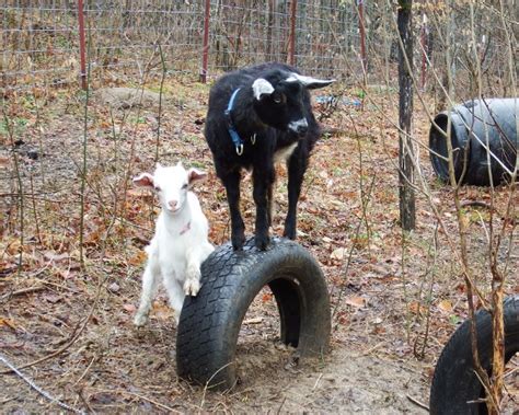 Goat Tire Competition