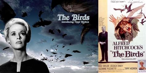 Alfred Hitchcock 'The Birds' Attack Mystery Solved (PHOTOS + VIDEOS) | IBTimes