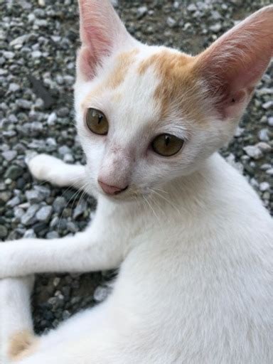 子猫ちゃんの里親さんを募集しております。 あろえ 伊勢原の猫の里親募集｜ジモティー