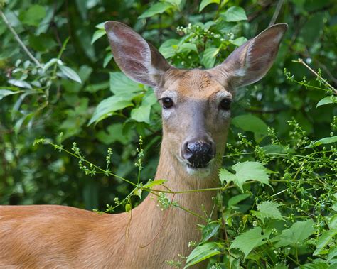 Deer In Back Yard Wildlife In Photography On Forums