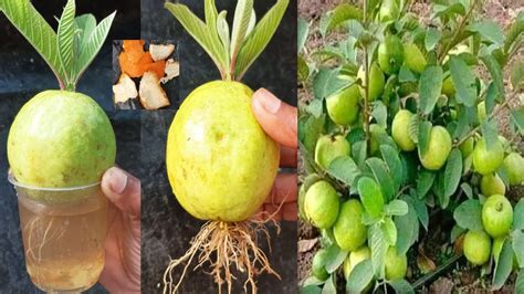 Container Gardening Gardening Tips Guava Tree Guava Fruit Garden Deco Fruit Garden