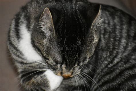 Tabby Manx Cat Portrait stock image. Image of fluffy - 106970927