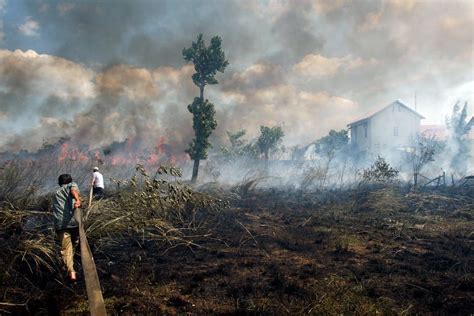 Dampak Kebakaran Hutan Pada Keanekaragaman Hayati Azhar Muhammad - Riset