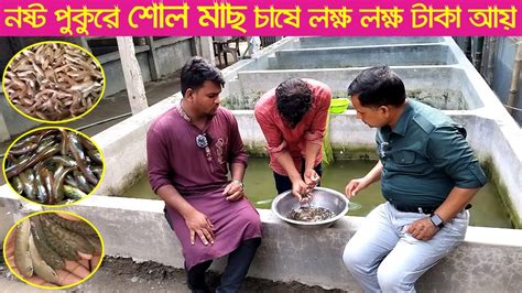 নষ্ট পুকুরে শোল মাছ চাষে লক্ষ লক্ষ টাকা আয় । Shoal Fish Farming Method