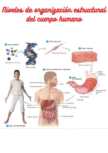 Niveles De Organizaci N Estructural Del Cuerpo Humano Espm Medicina