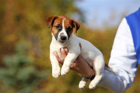 How Big Is A Full Grown Jack Russell Height Weight And More