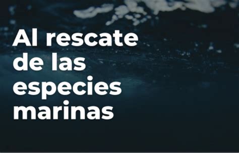 Acciones De Protección Y Conservación De Las Especies Marinas