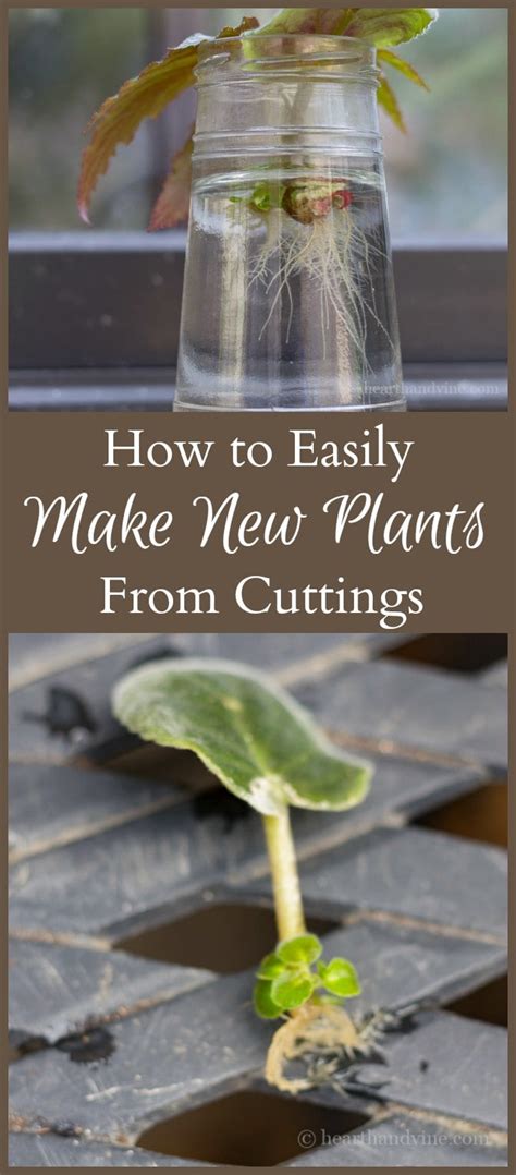 How To Easily Root Plants In Water With Cuttings Gardening