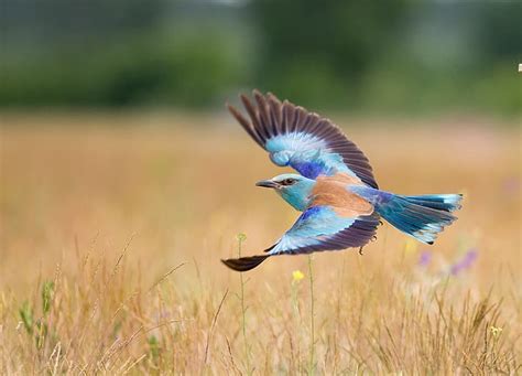 Jevtic Budimir pássaros animais voando penas azul planícies