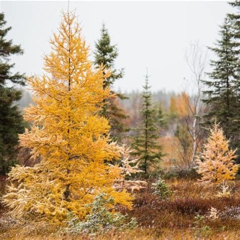 Larix decidua – The Larch Tree | Countryside Garden Club of Hockessin, DE