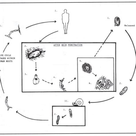 Representative Structure Of A Tapeworm Based On Taenia Solium