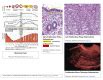 Embryology Week Statpearls Ncbi Bookshelf