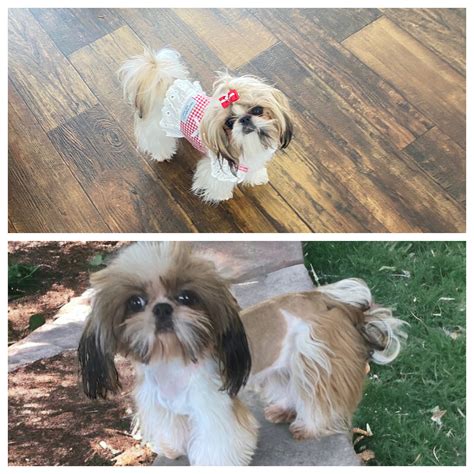 Teacup & Imperial Shih Tzu Breeding Dogs in CA by Victorian Dynasty Shih Tzu